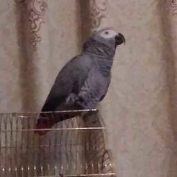 小灰鹦鹉视频,智慧萌宠的日常互动瞬间