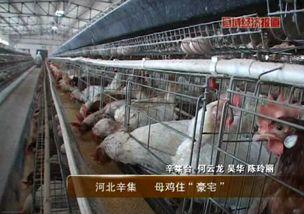 全自动鸡舍视频,全自动鸡舍高效养殖全纪录