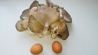 平菇菇栽培视频,视频教程带你轻松掌握种植技巧