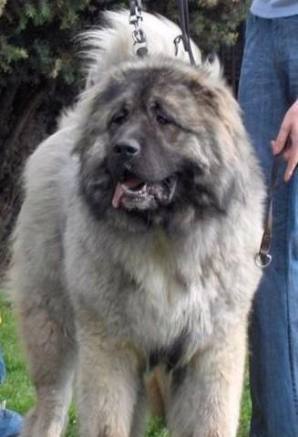 高家索犬视频,追踪与守护的忠诚传奇