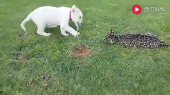 白狮视频,揭秘神秘白狮的传奇故事