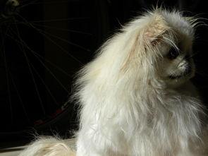 狗抓兔视频,萌态可掬的捕猎奇观