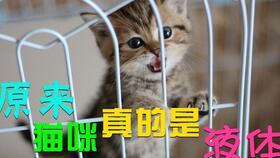 有趣猫视频,揭秘有趣猫视频背后的欢乐瞬间