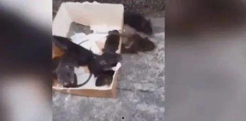 养老鼠视频,揭秘宠物鼠的日常生活与情感世界