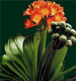 君子兰整形视频,视频教程详解