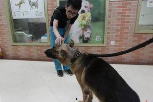 杀大狗的视频,揭秘杀大狗视频背后的真相与挑战